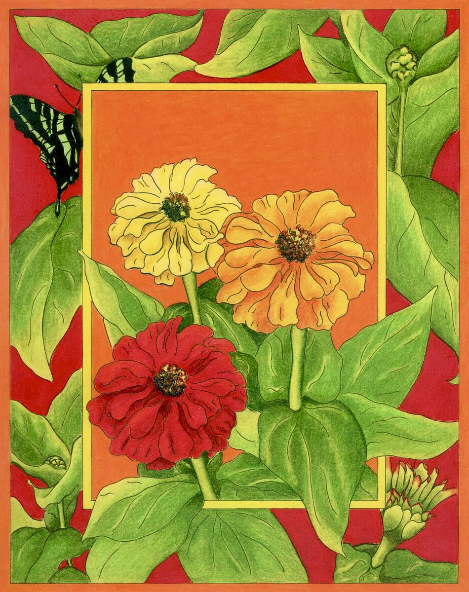 Zinnia