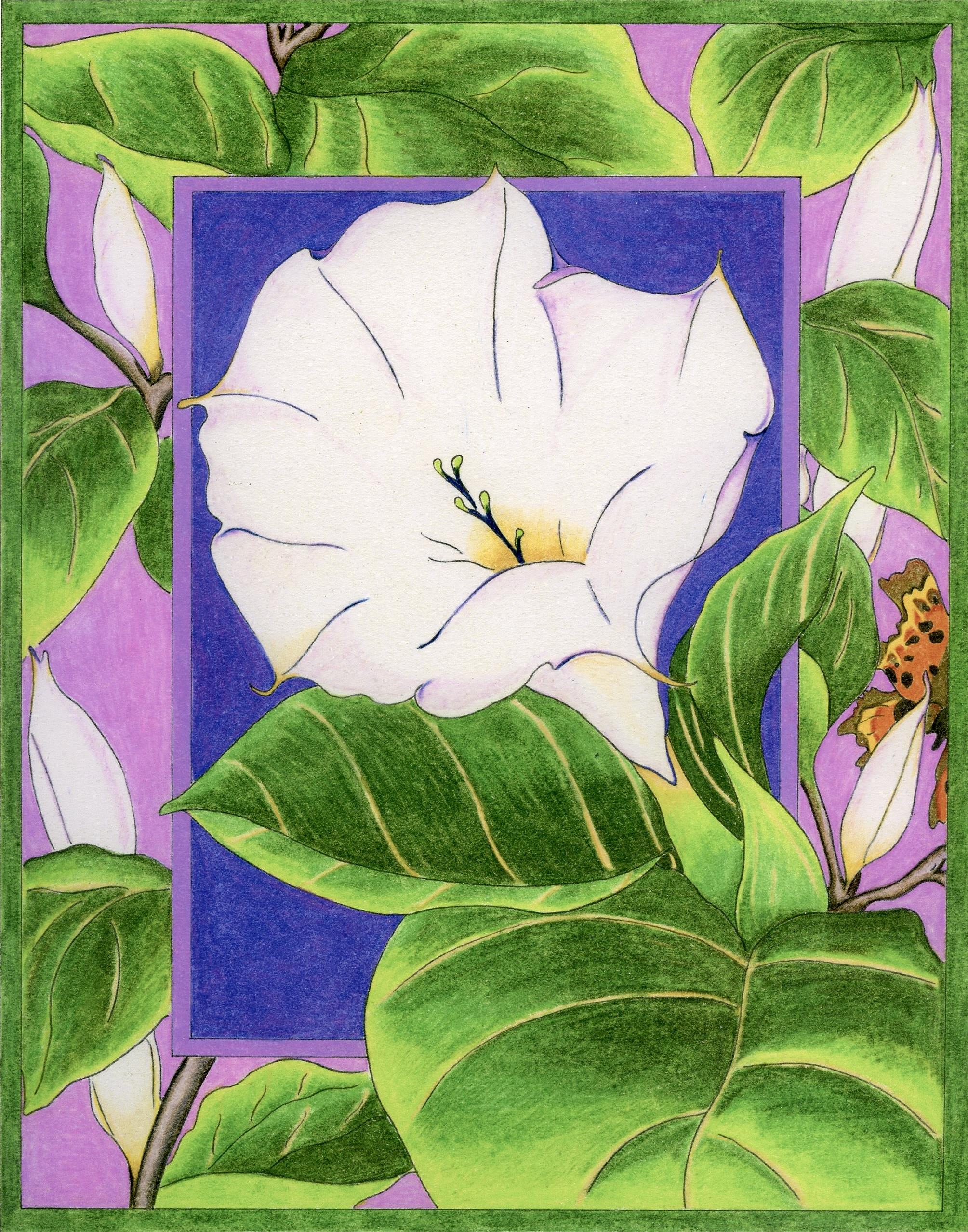 Angel's Trumpet