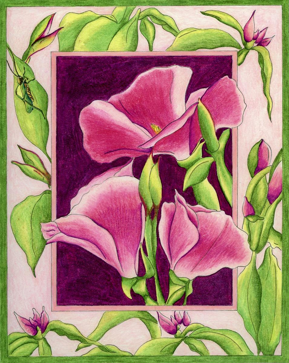 Godetia