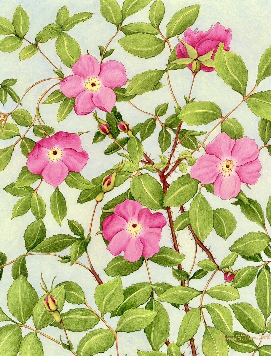 Prickly Rose