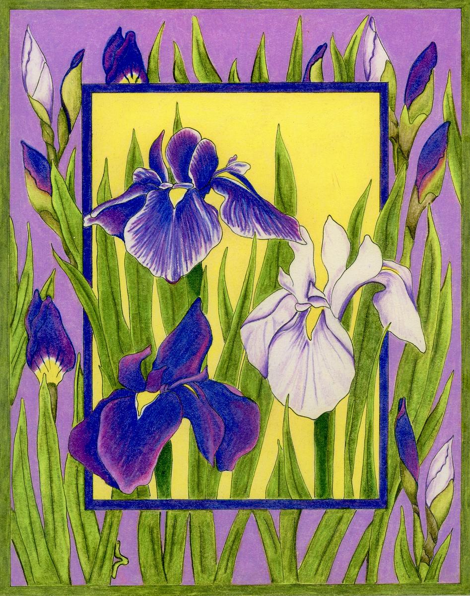 Iris