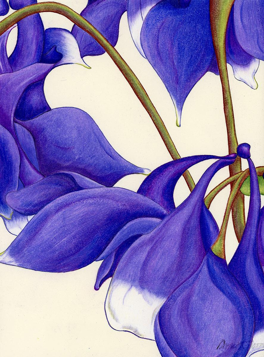 Columbine I