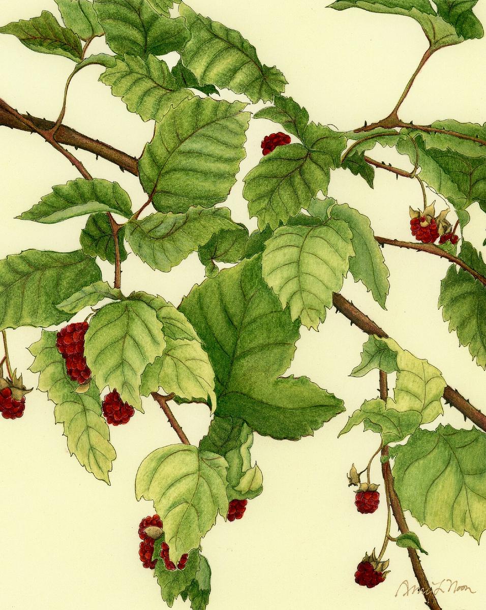 Raspberry