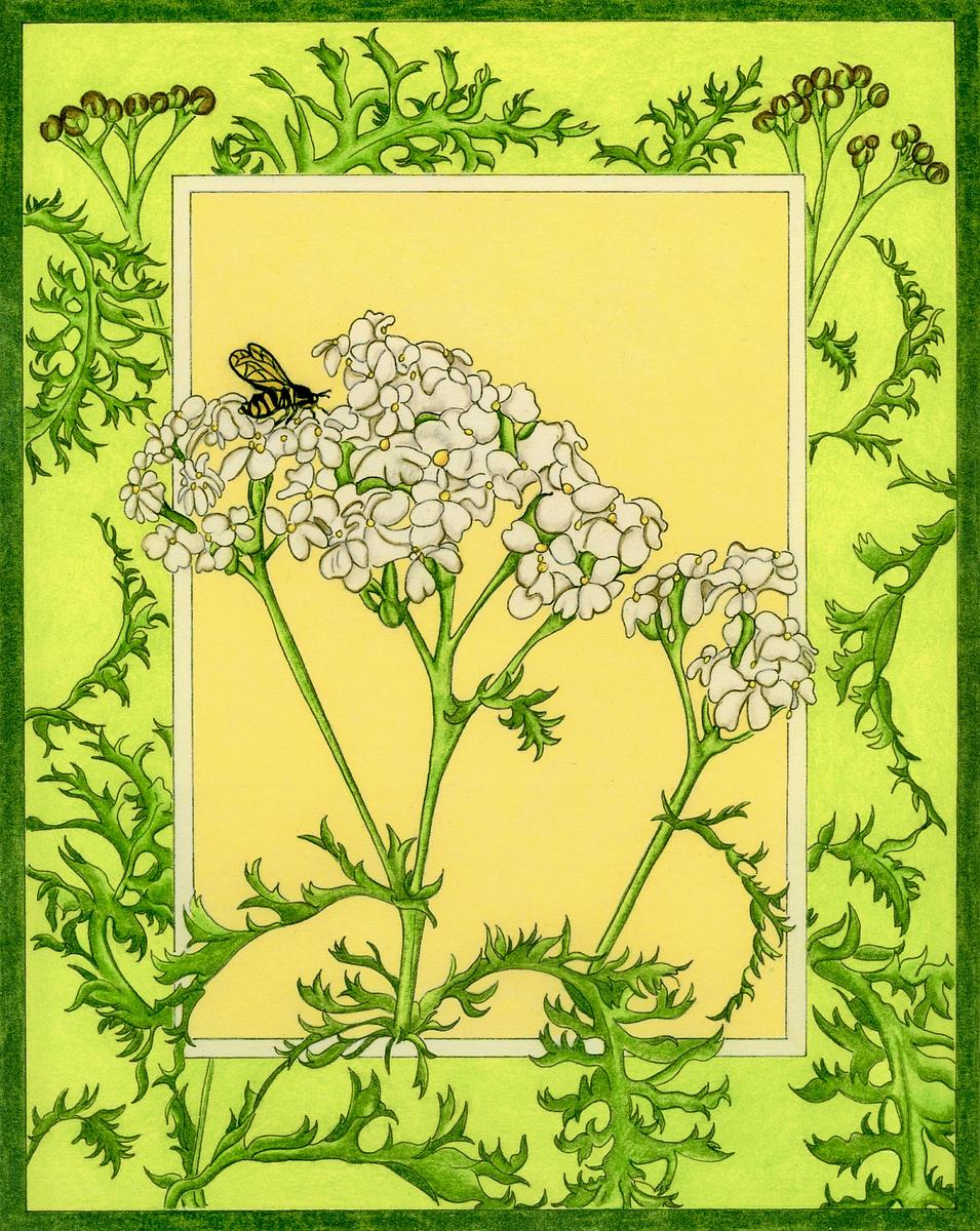 Yarrow
