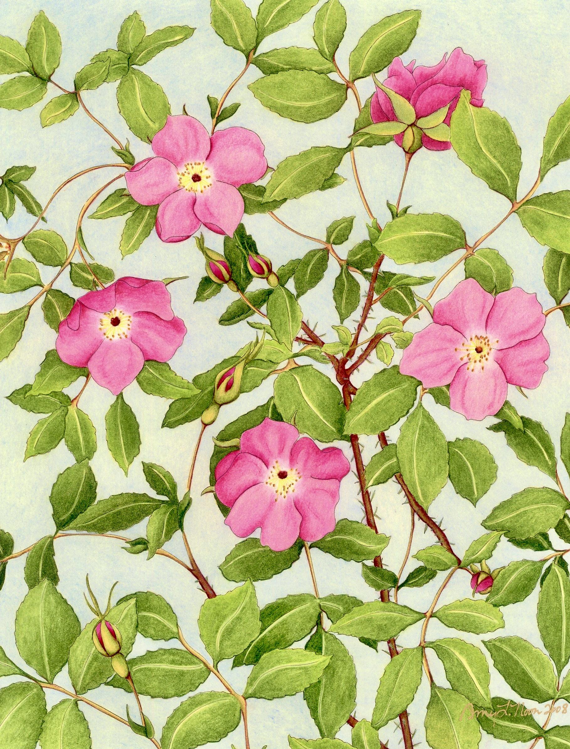 Prickly Rose