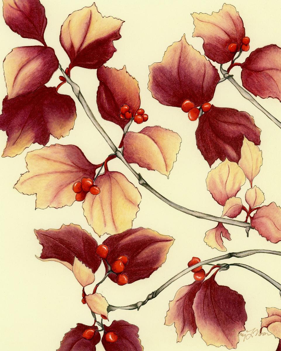 Highbush Cranberry