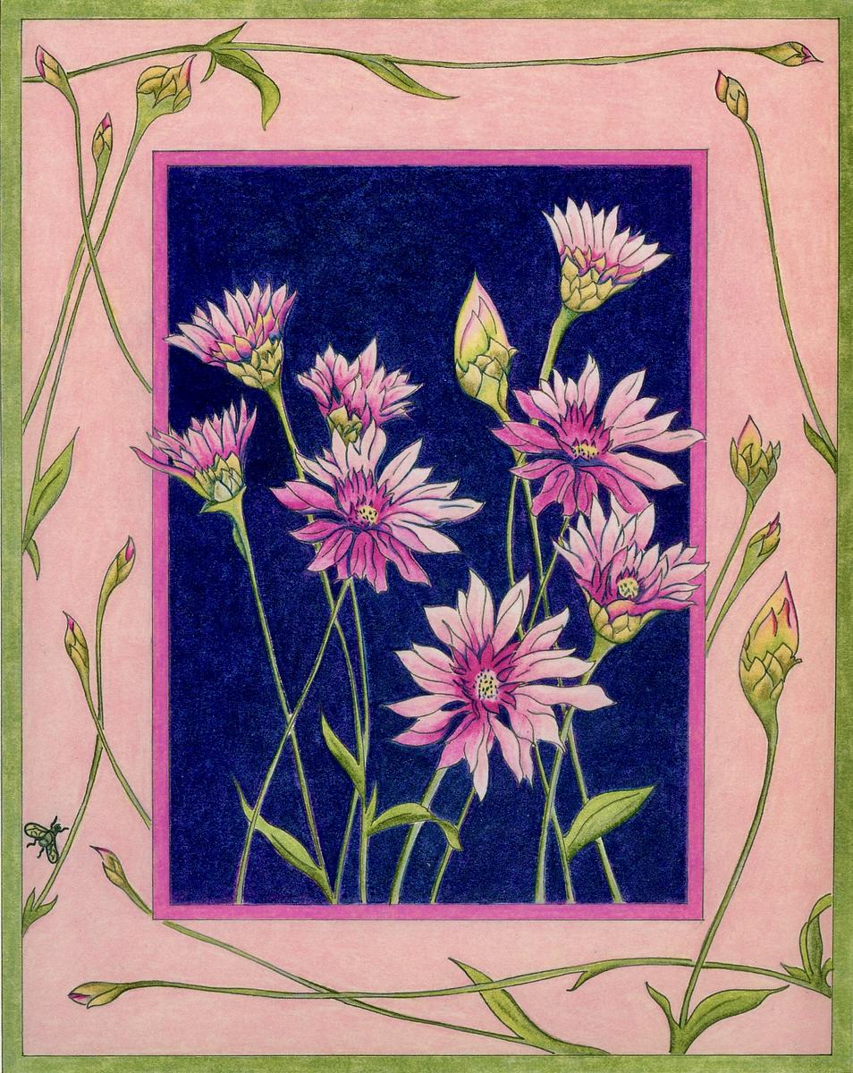 Xeranthemum