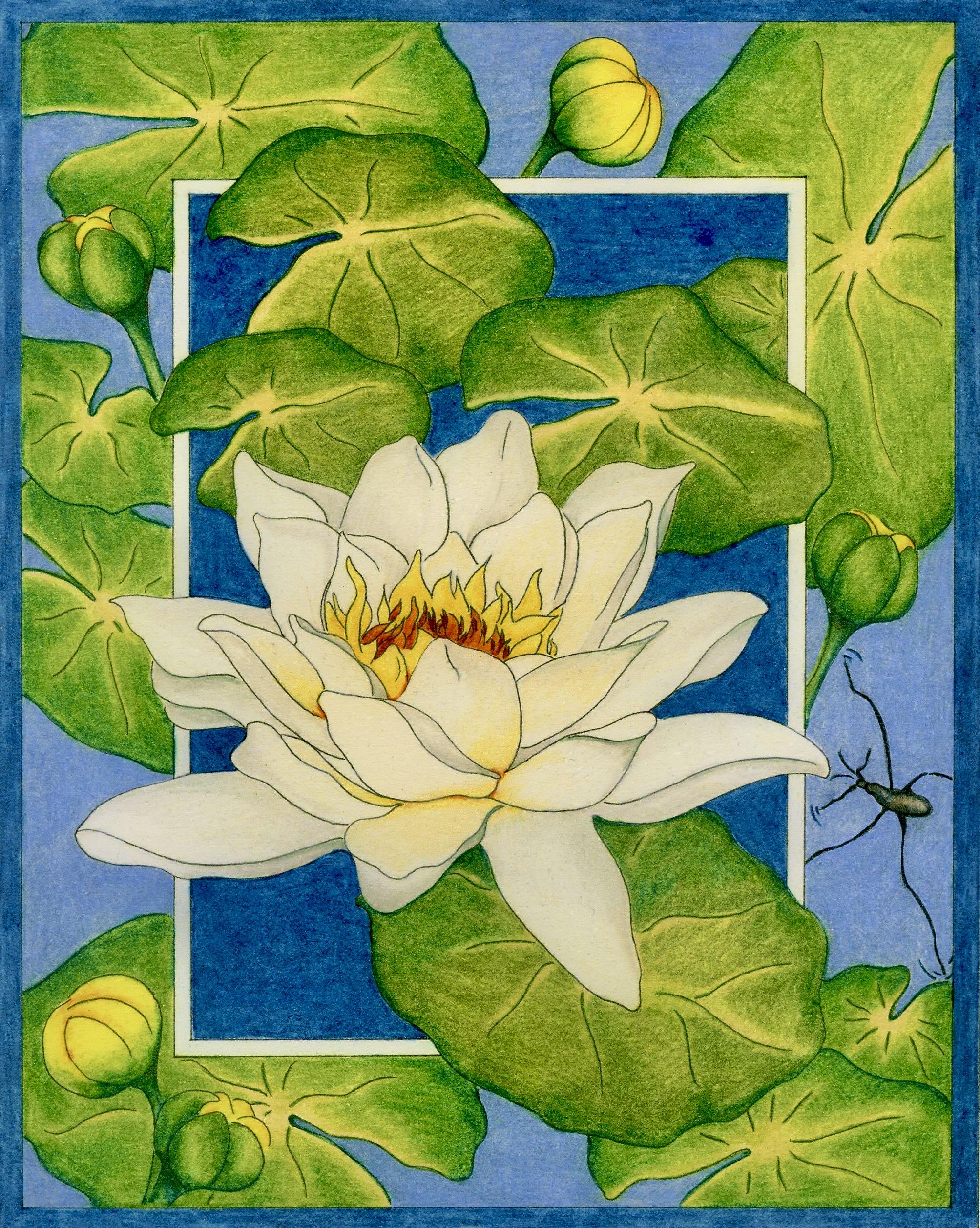 Water Lily 