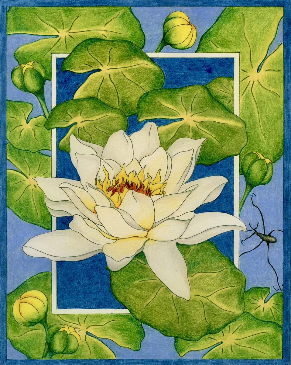 Water Lily 