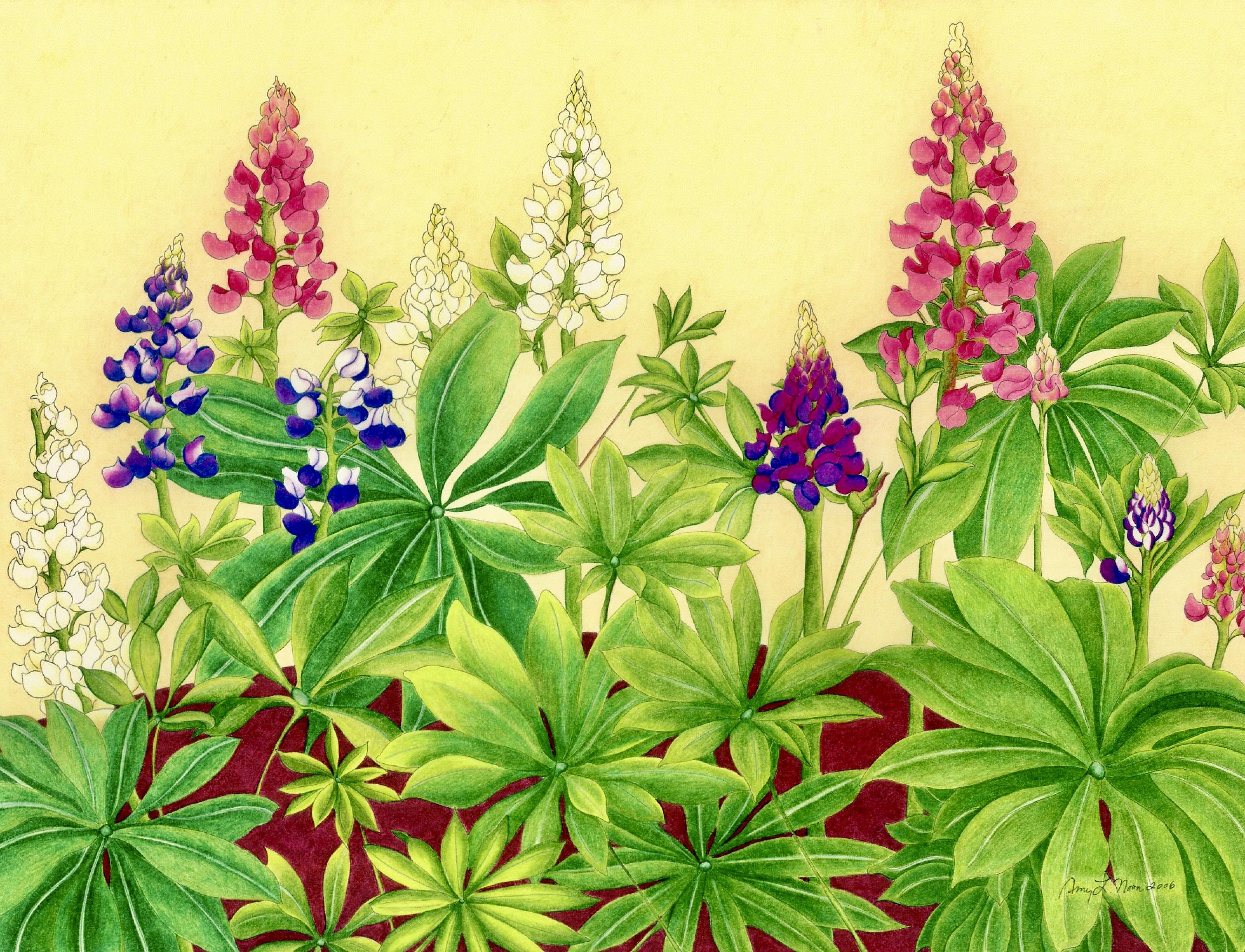 Lupine Chorus