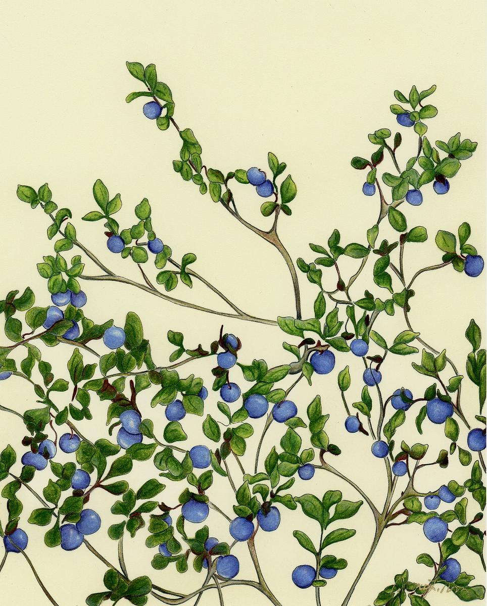 Alpine Blueberry