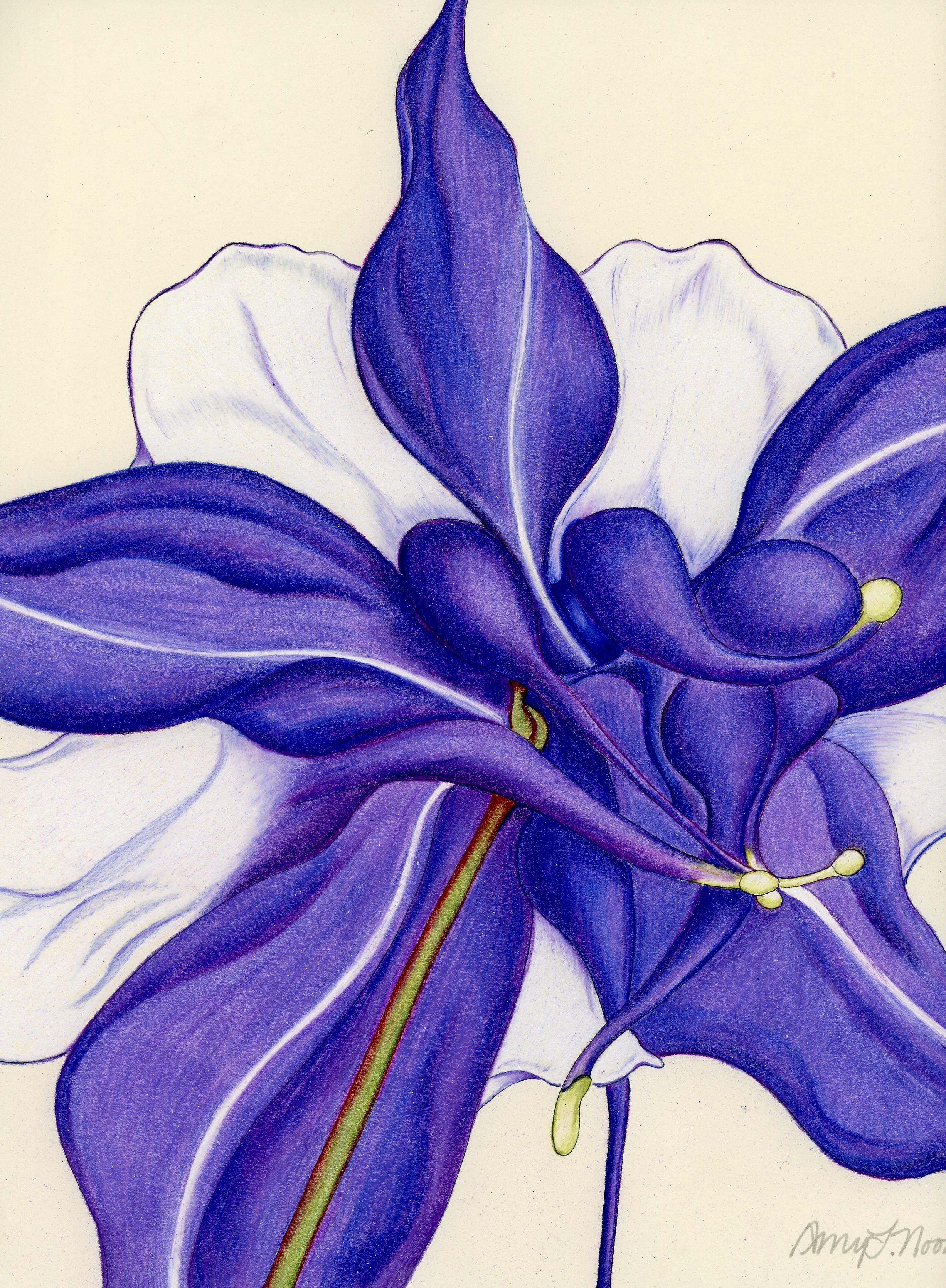 Columbine II