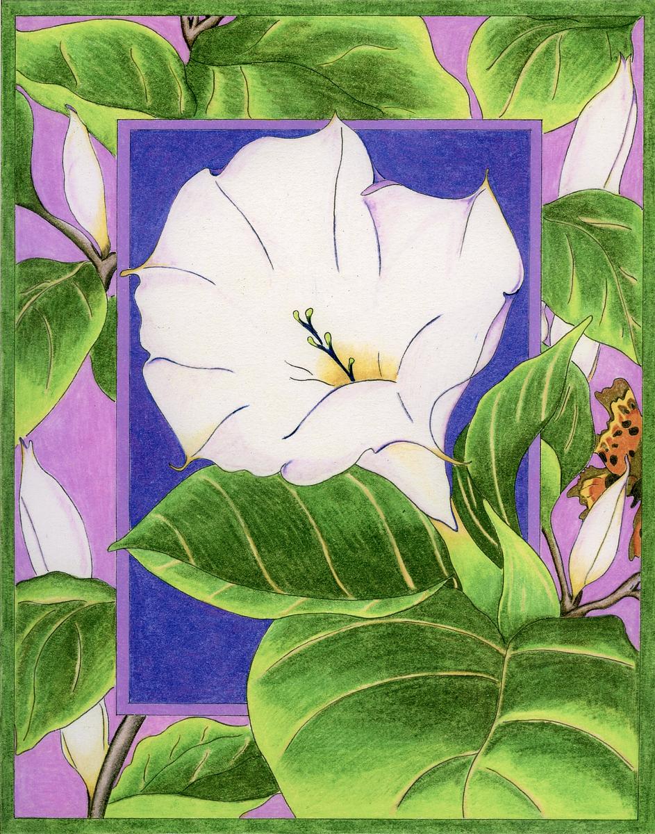 Angel's Trumpet