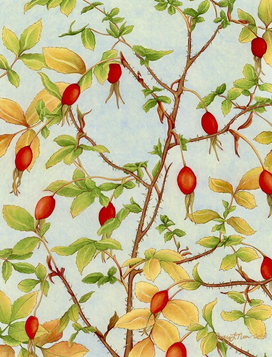 Rose Hips