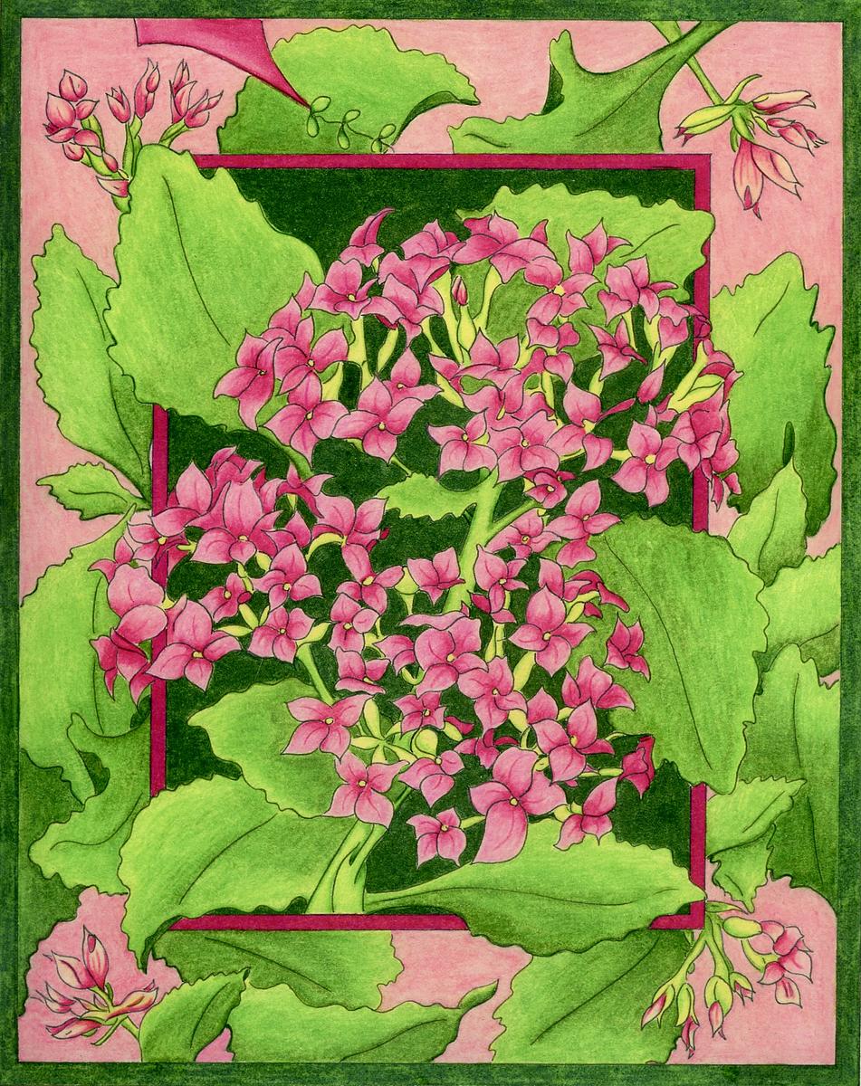 Kalanchoe
