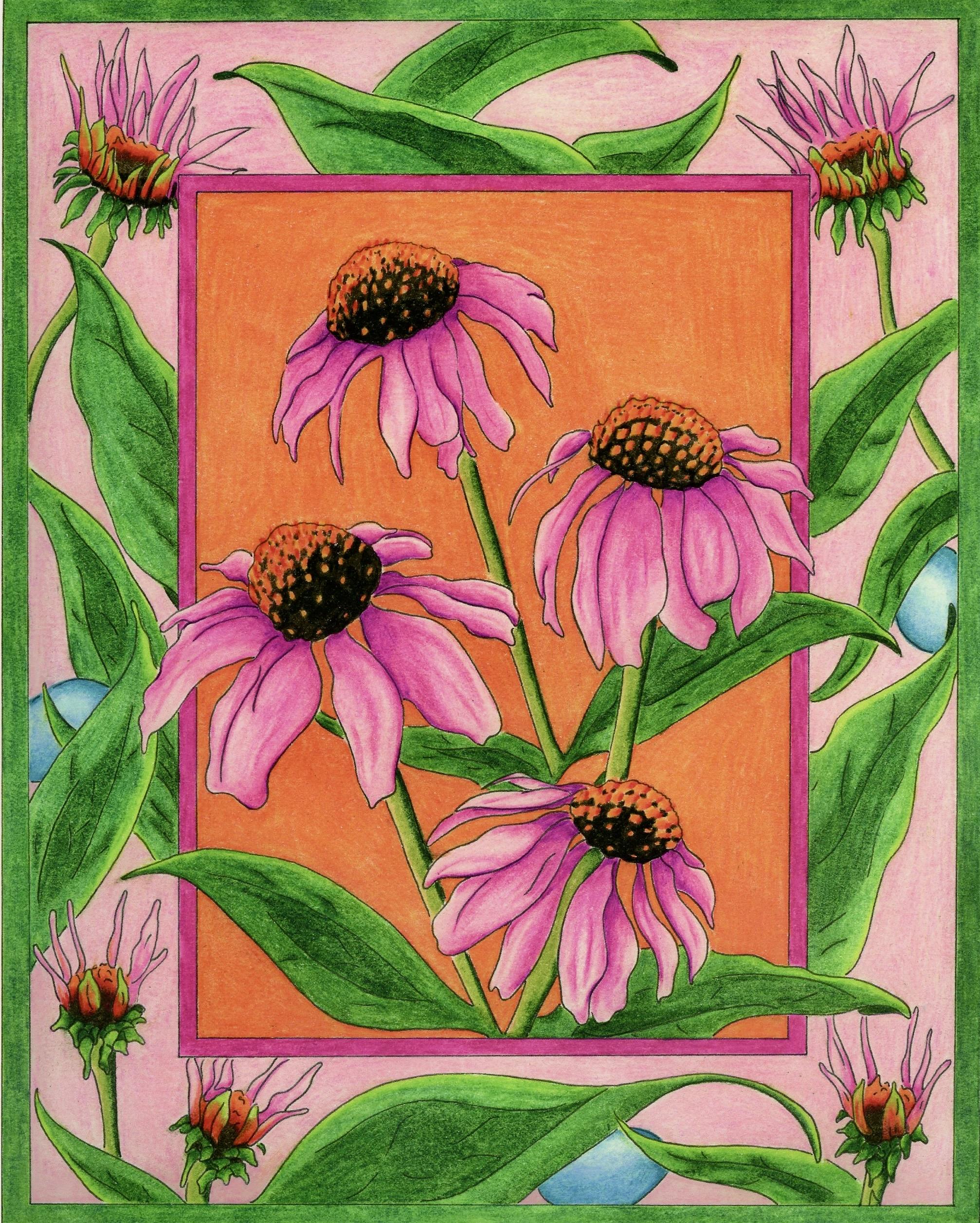 Echinacea