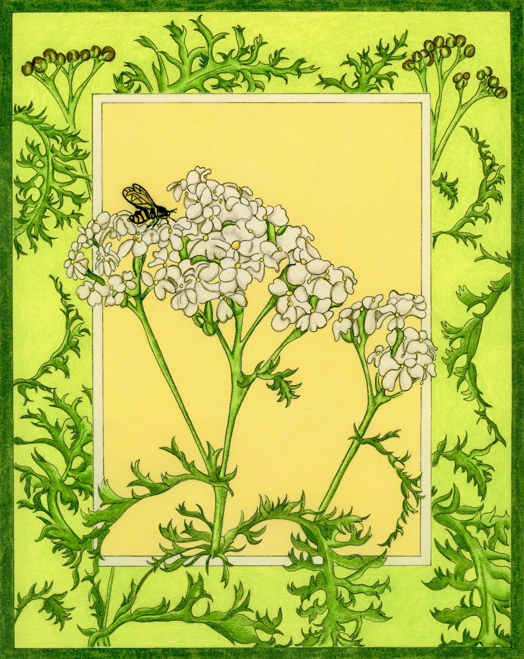 Yarrow