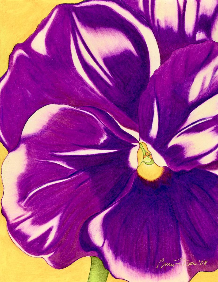 Pansy 2