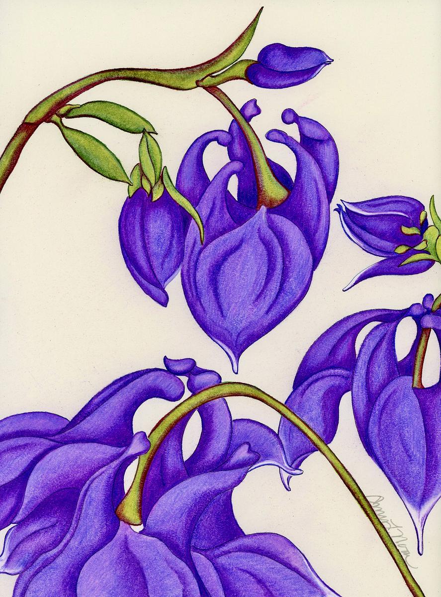 Columbine III