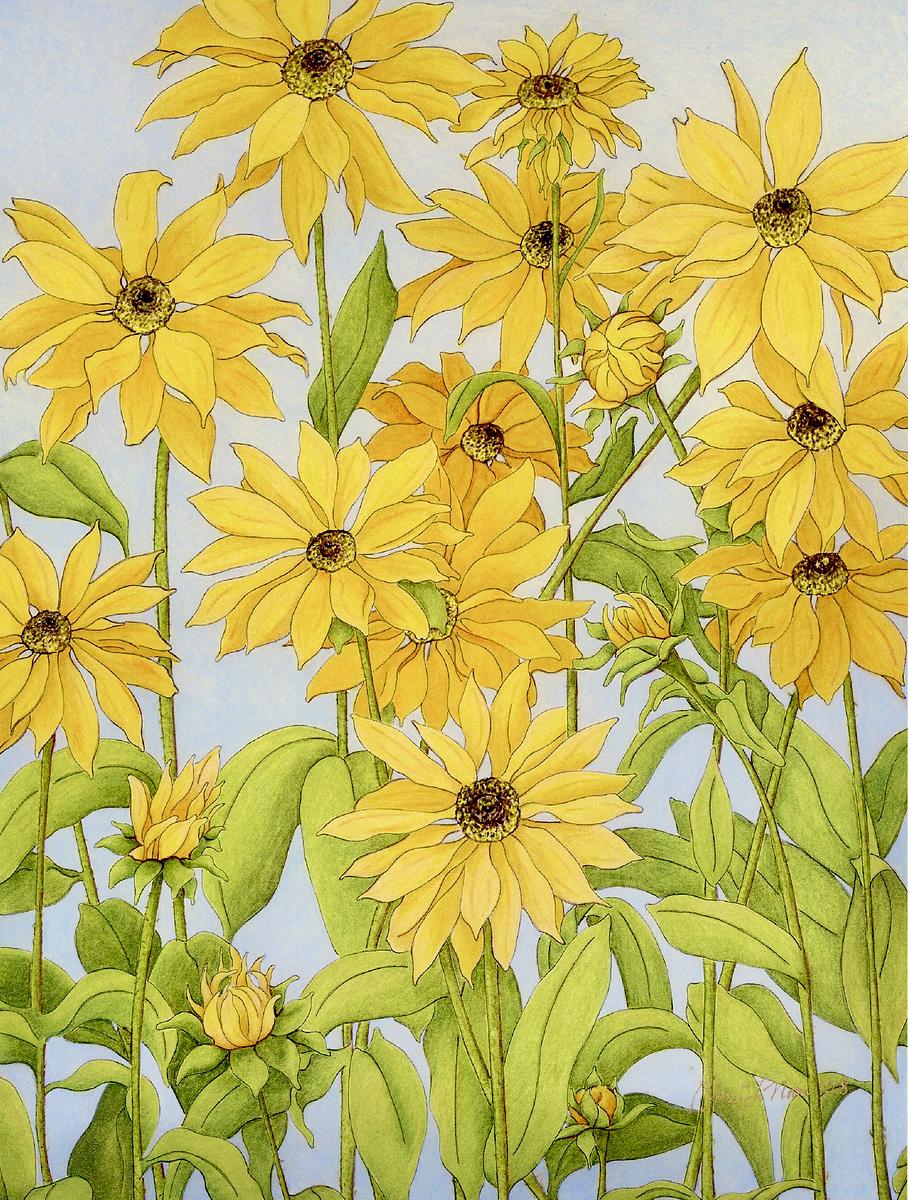 Rudbeckia