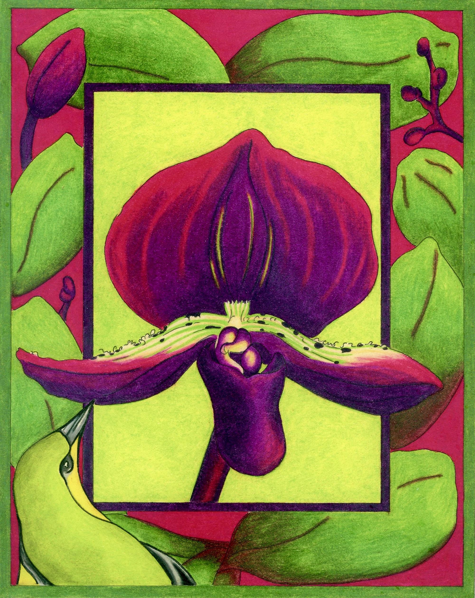 Orchid