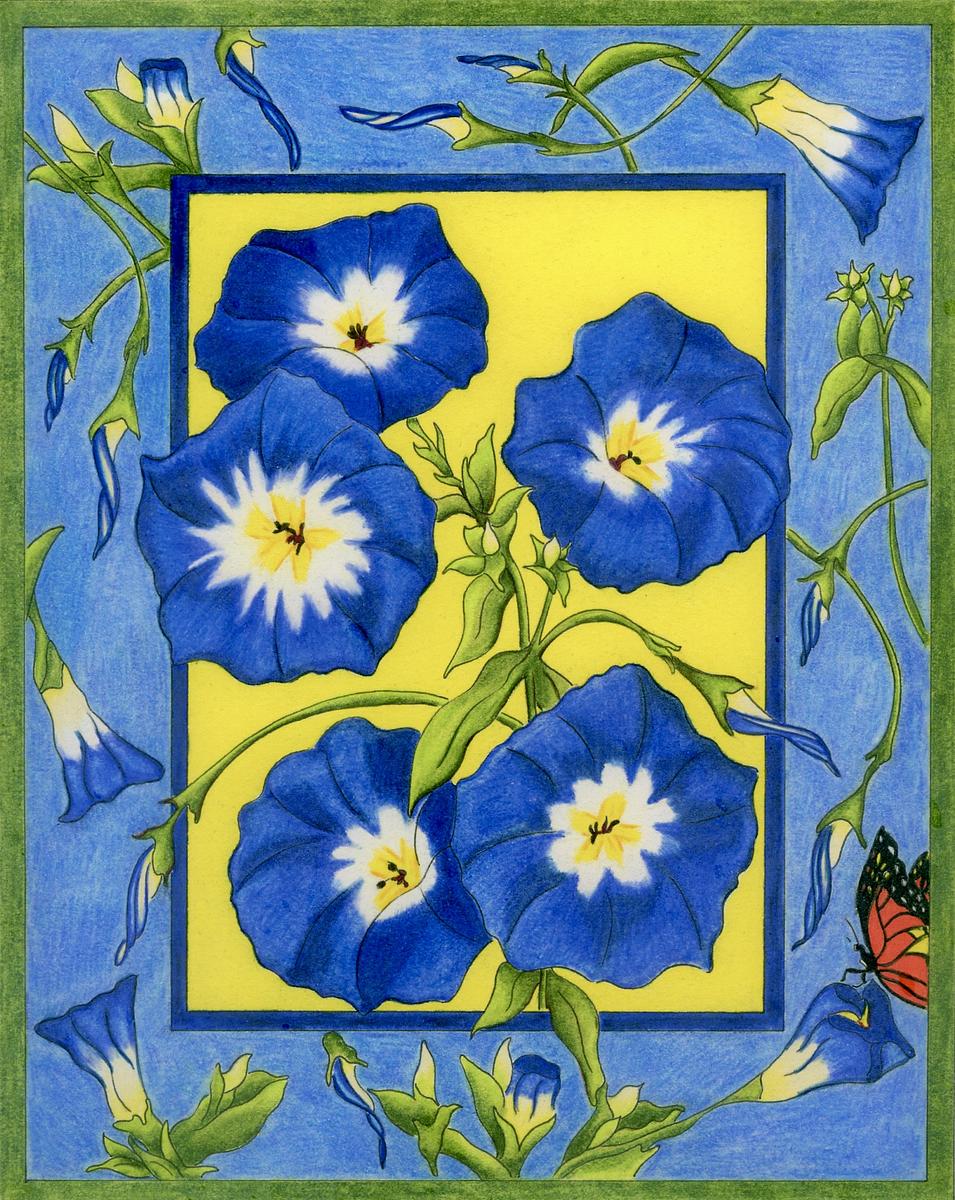 Morning Glory