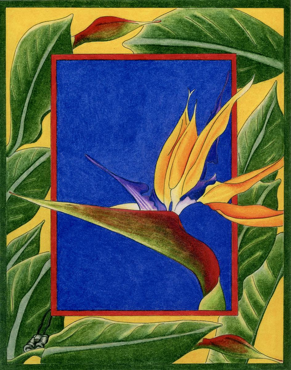 Bird Of Paradise