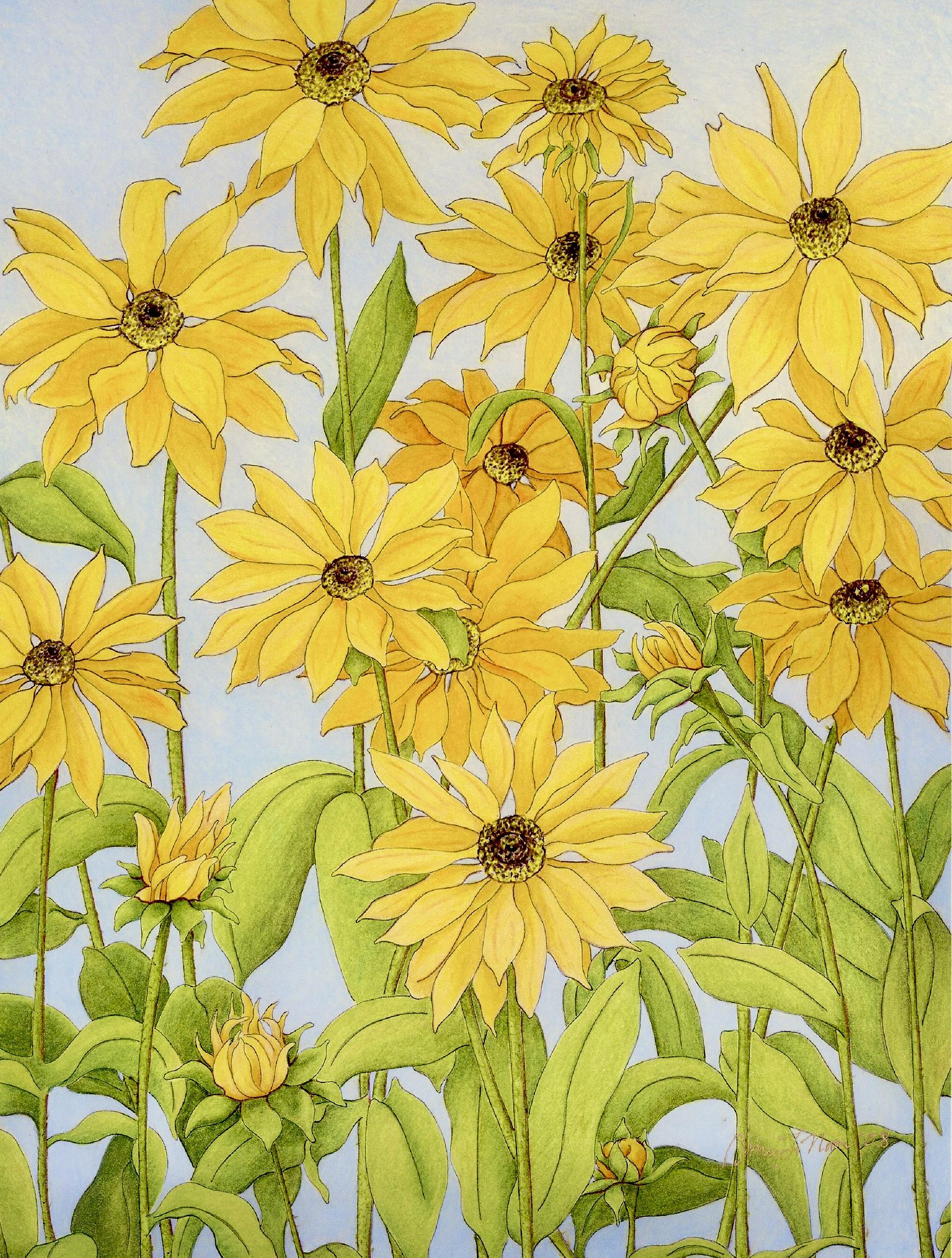 Rudbeckia