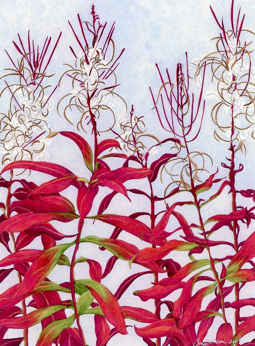 Autumn Fireweed