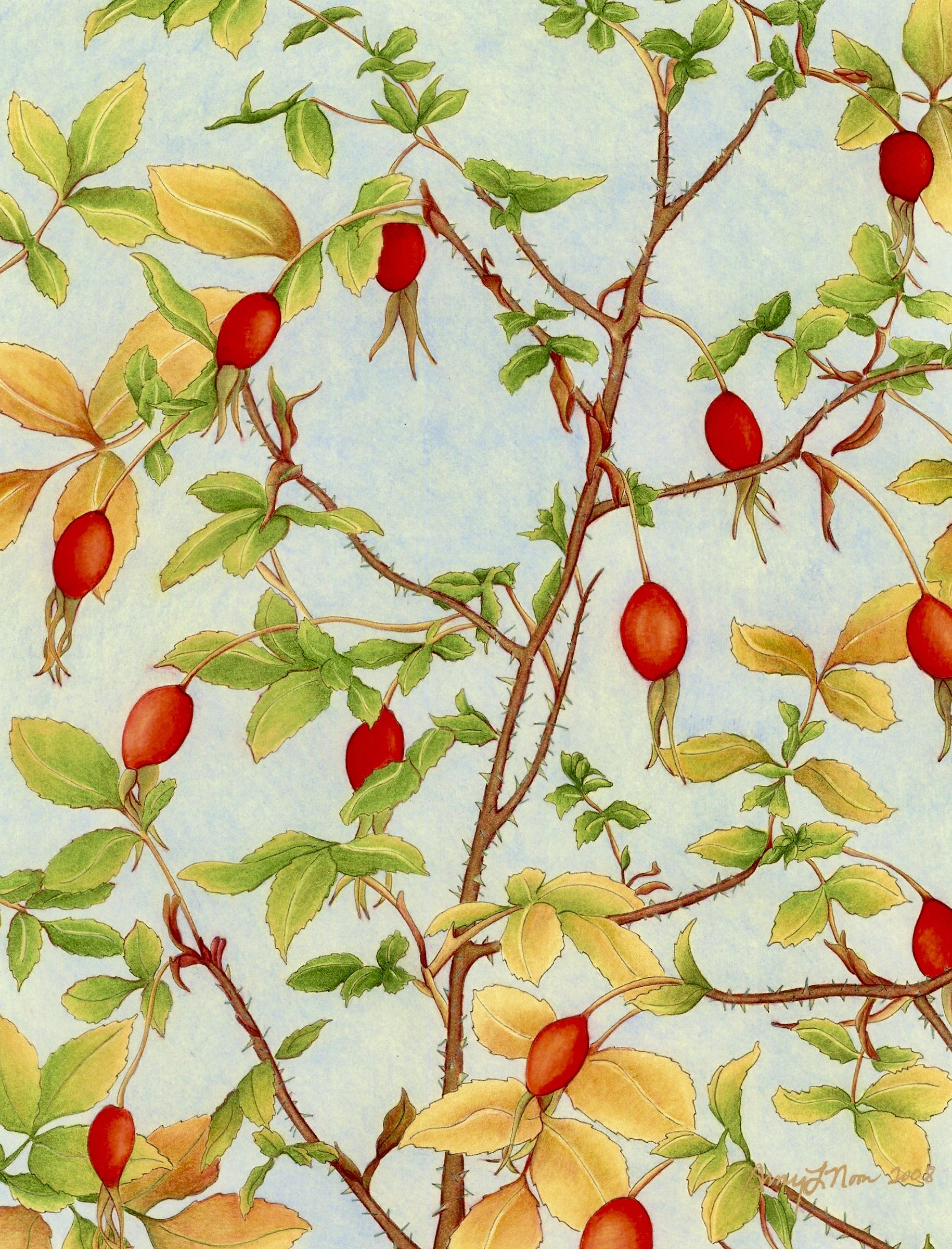 Rose Hips