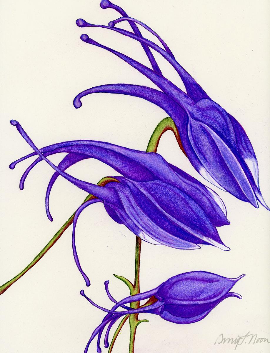 Columbine IV